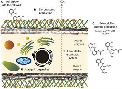 Overview on the Biochemical Potential of Filamentous Fungi to Degrade <mark class="highlighted">Pharmaceutical Compounds</mark>